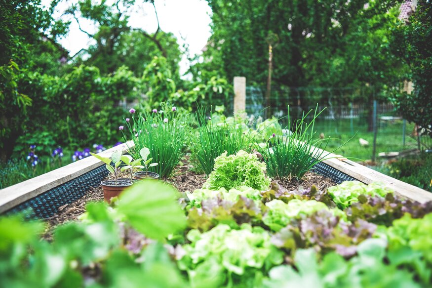 A flourishing veggie garden