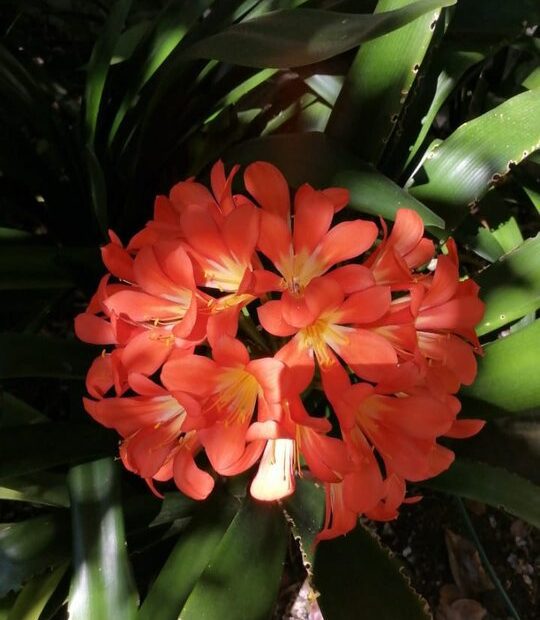An image of a red Clivia