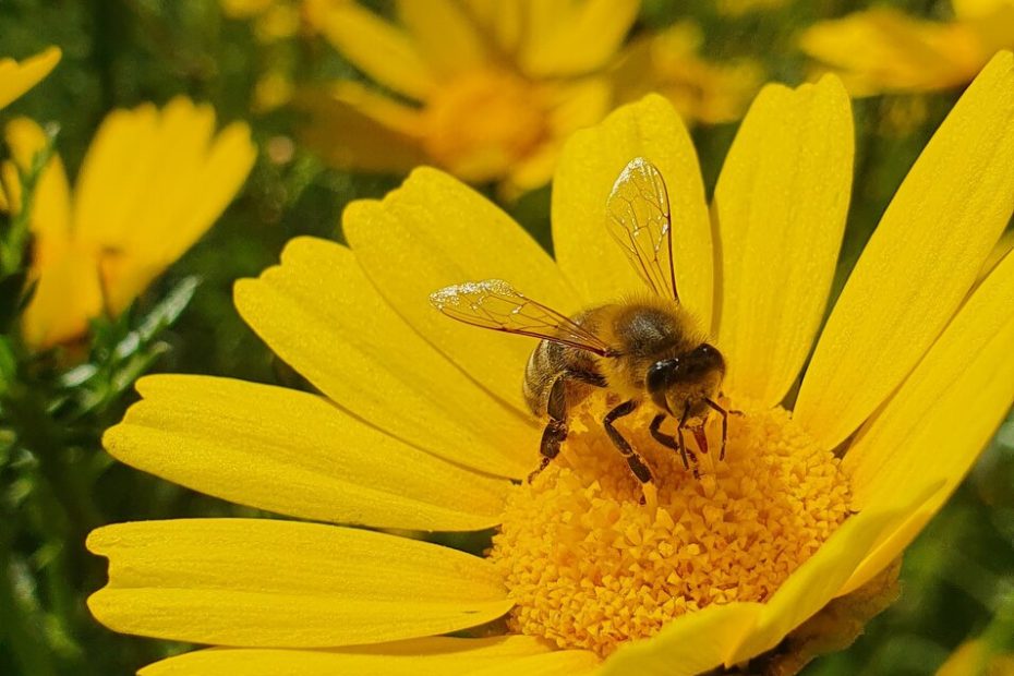 An image of a bee on a flower