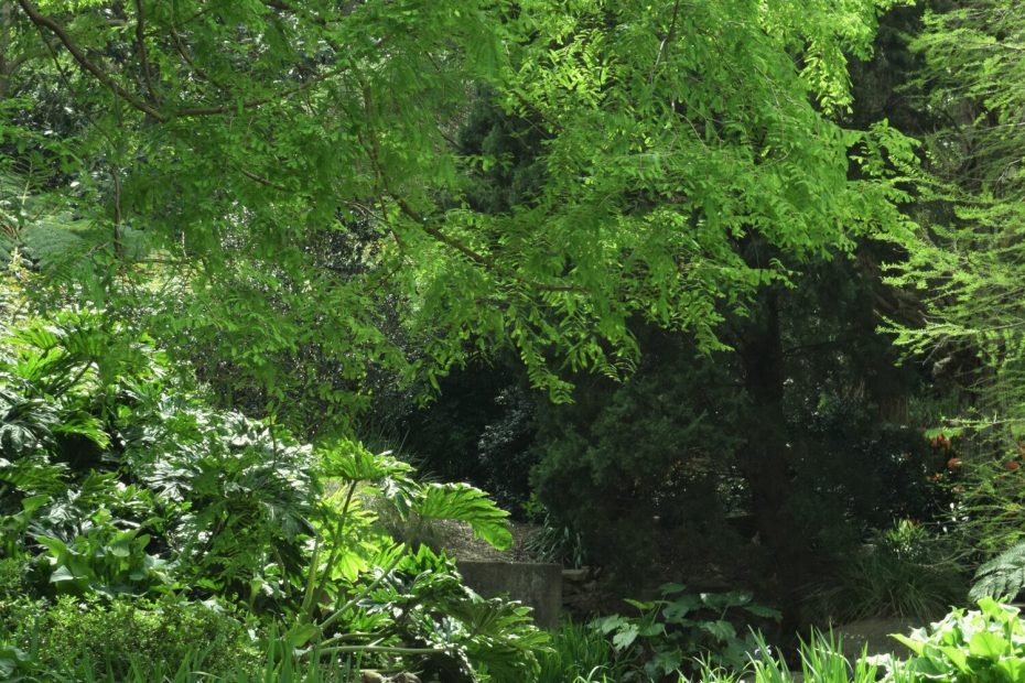 An image of a lush green garden with a pathway