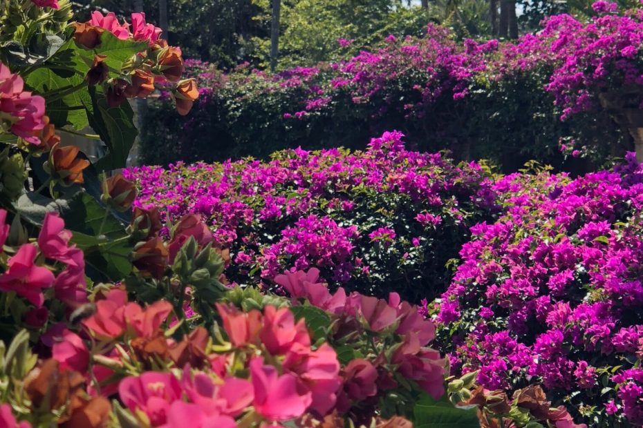 A lush, beautiful garden.