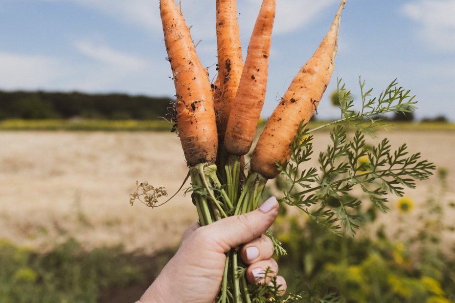 An image of a person holding carrots