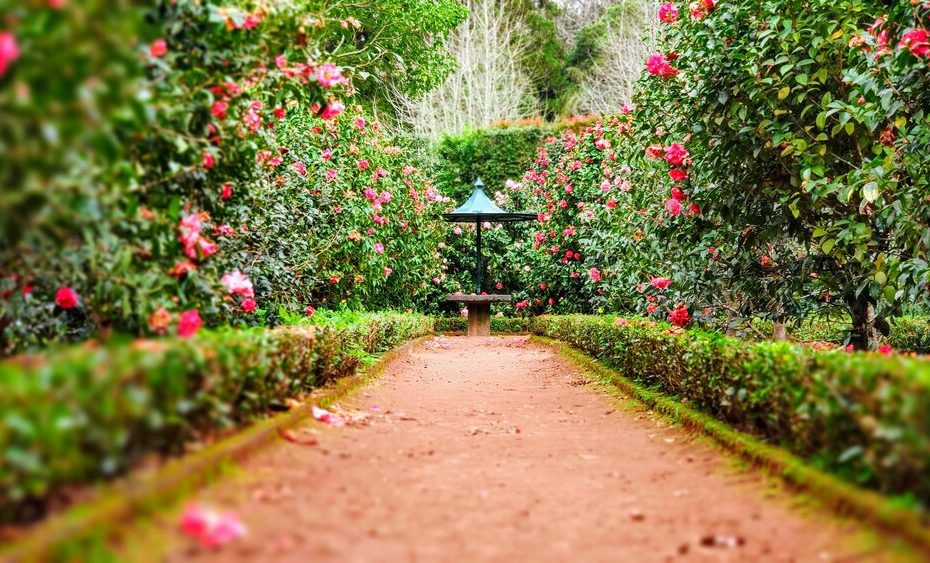 An image of a beautiful garden.