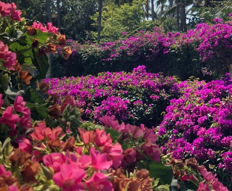An image of a beautiful garden with flowers