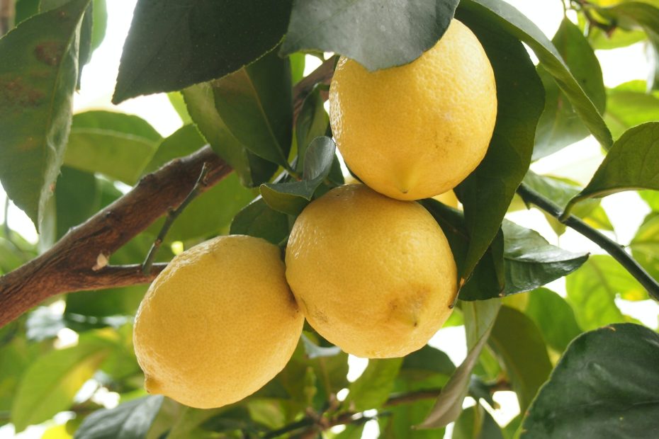 An image of lemons on a Lemon tree