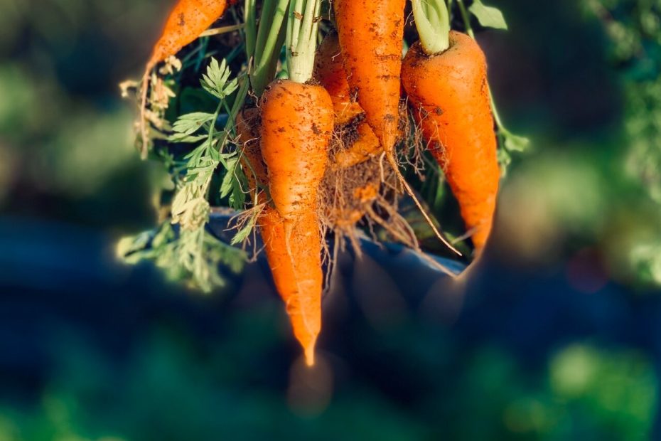 An image of a person holding home grown carrots