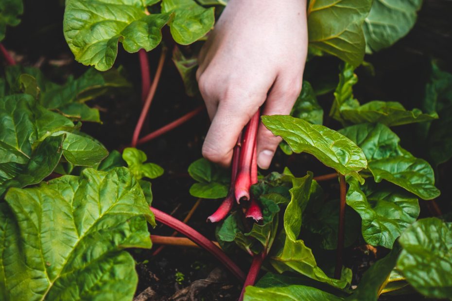 An image of a person's hand pulling up beetroot