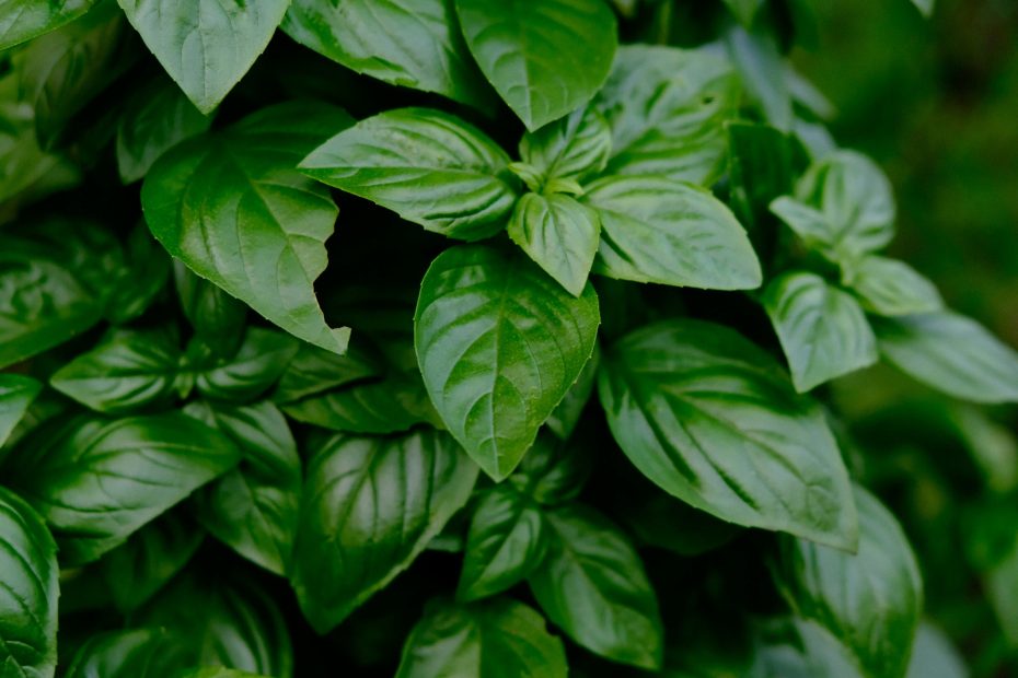 An image of a Basil plant