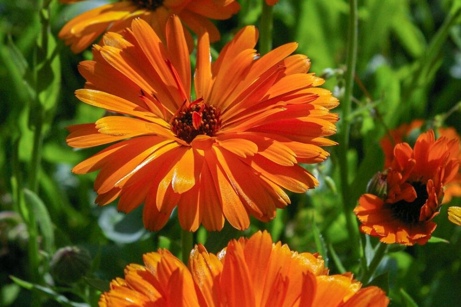 An image of Calendula