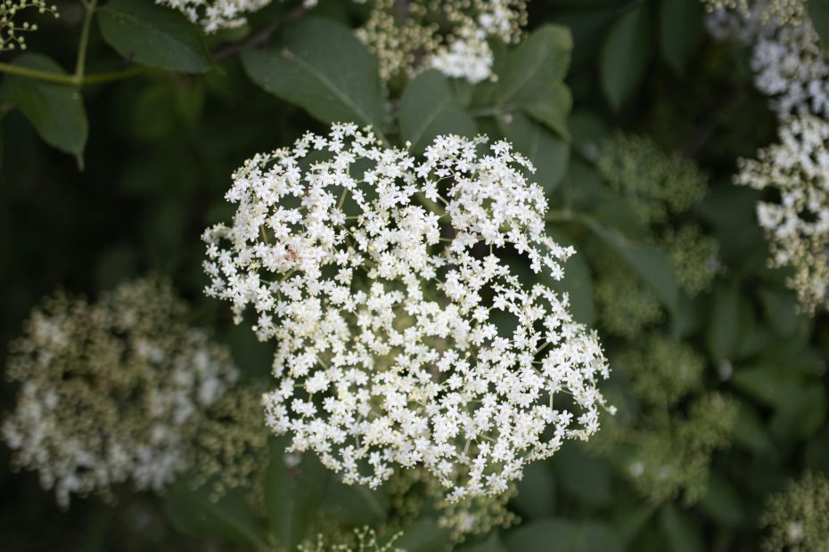 An image of the herb Elderberry