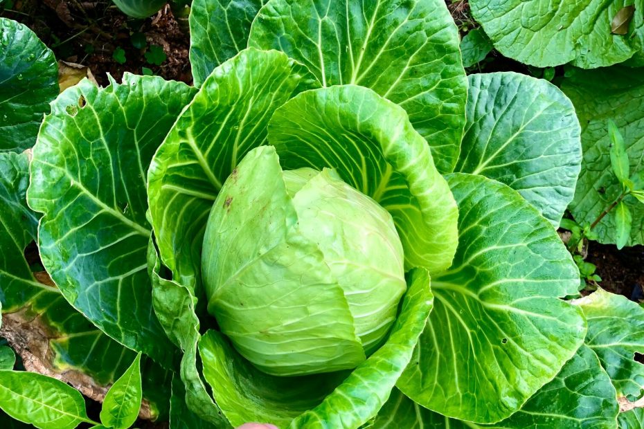 An image of a person's hand touching a cabbage growing in the garden.